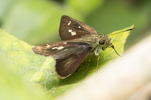 Halpe sp-2533