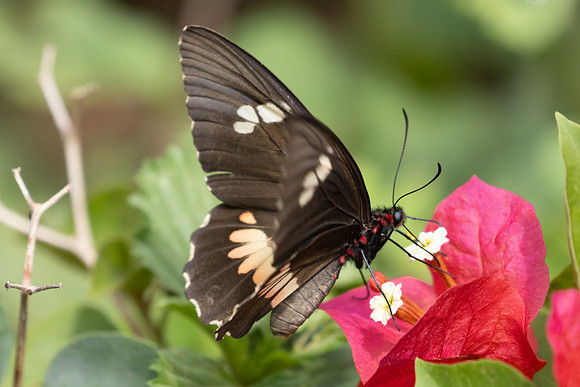 Parides anchises serapis - 3114 - Barichara - 9/06/24