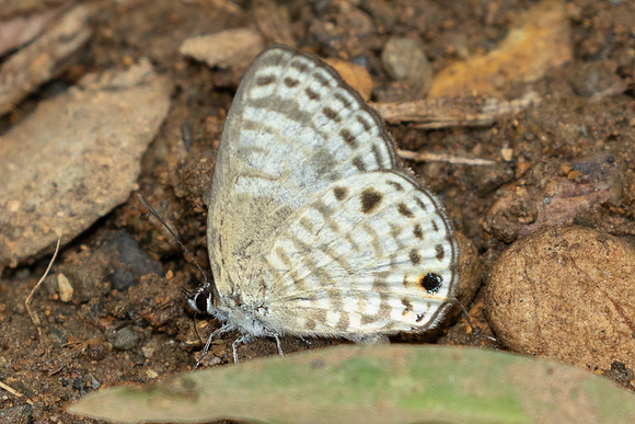 Nacaduba angusta-1927 - Chiang Dao - 19/03/25