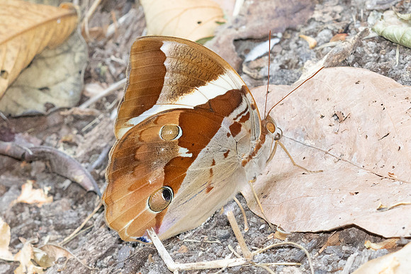 Thauria aliris -4580