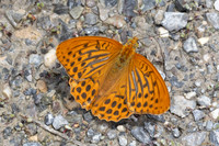 Argynnis paphia-0193- Argentière la Bessée - 23/06/25
