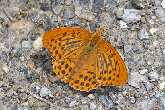 Argynnis paphia-0193- Argentière la Bessée - 23/06/25