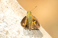 Polytremis eltola-3644- Doi Inthanon - 23/03/25
