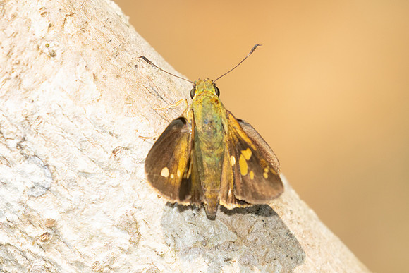 Polytremis eltola-3644- Doi Inthanon - 23/03/25