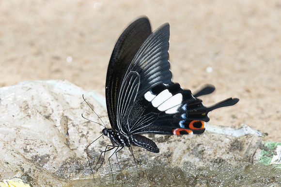 Papilio iswara-0264