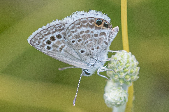 Echinargus isola-2846