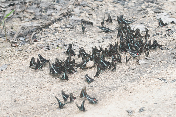 Protographium philolaus-2773