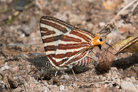 Spindasis seliga-1051 - Chiang Dao - 16/11/23
