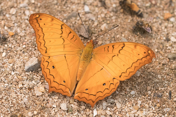 Vindula erota erota-5029- Chiang Dao  - 12/03/23