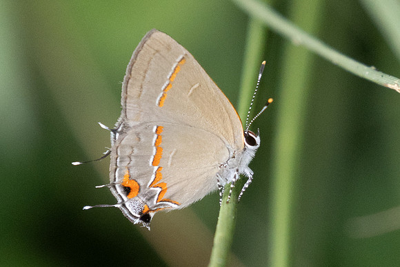 Electrostrymon hugon -4661 - Chicamocha - 10/06/24