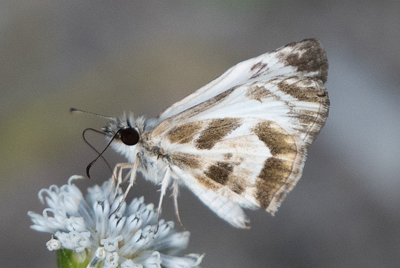 Heliopetes m.macaira-0492