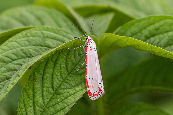 Utetheisa ornatrix-9245