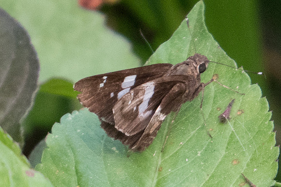 Hyarotis adrastus-3019 - Chiang Dao - 12/03/23
