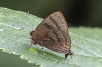Rapala rhoecus-2759- Chiang Dao - 20/03/25