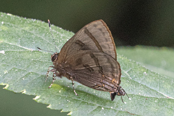 Rapala rhoecus-2759- Chiang Dao - 20/03/25