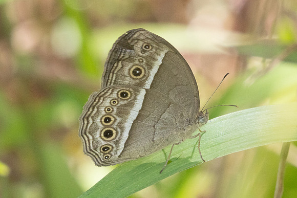Mycalesis visala id--8376