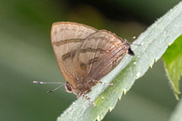 Rapala rhoecus-2761- Chiang Dao - 20/03/25