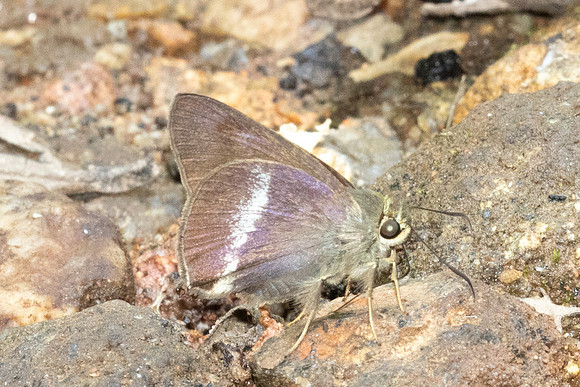 Halpe chromus-5630 - Doi Suthep - 27/03/25