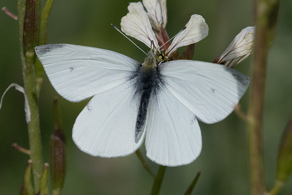 Pieris rapae-9210