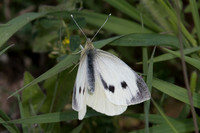 Pieris brassicae-9684