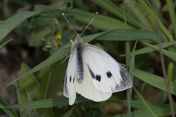 Pieris brassicae-9684