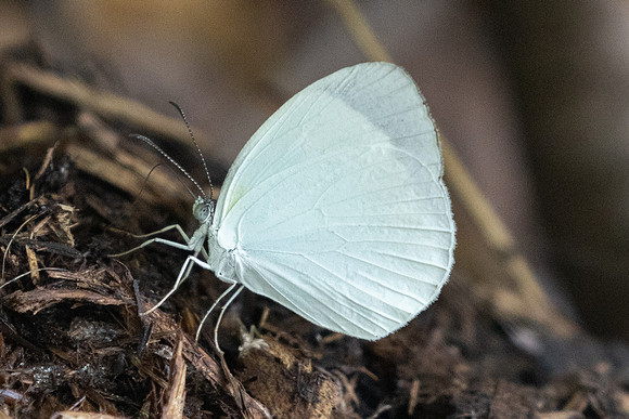 Eurema lirina-0359 - Barichara - 7/06/24