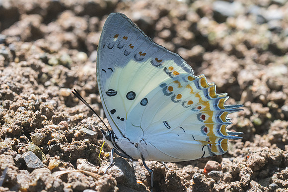 Polyura delphis-2771 - Chiang Dao - 15/11/23