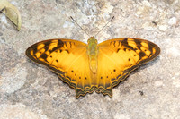Vagrans sinha-6479