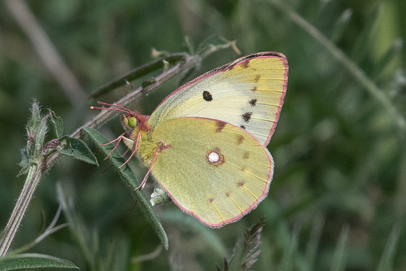 Colias alfacariensis-9563