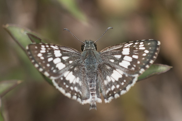 Pyrgus adepta-4875