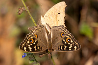 Junonia citronias-3400