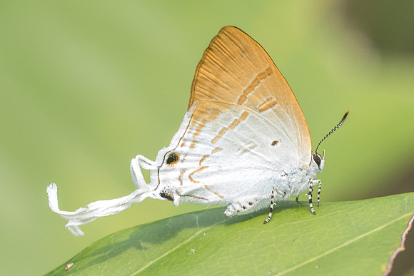 Zeltus amasa-6245 - Doi Suthep - 14/03/23