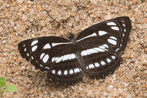Neptis magadha magadha-4415 - Chiang Dao - 12/03/23