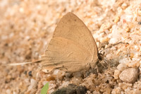 Ticherra acte acte-3787 - Chiang Dao - 12/03/23