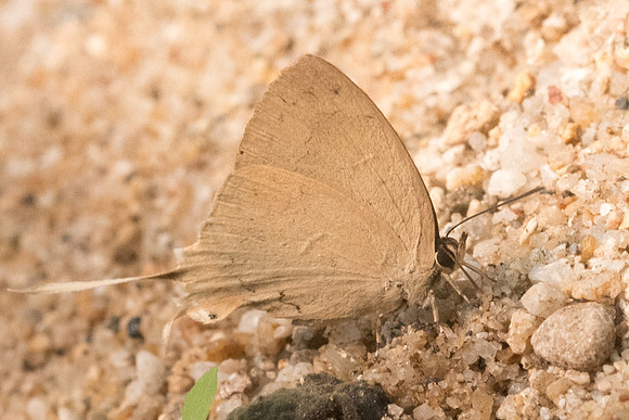 Ticherra acte acte-3787 - Chiang Dao - 12/03/23