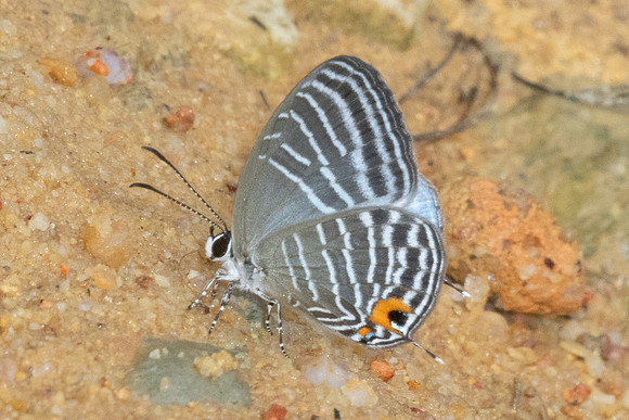Jamides malaccanus-9820