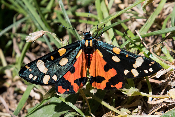 Callimorpha dominula-2396 - Nohedes - 16/07/23