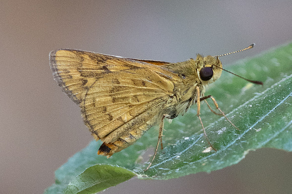 Potanthus sp-6268