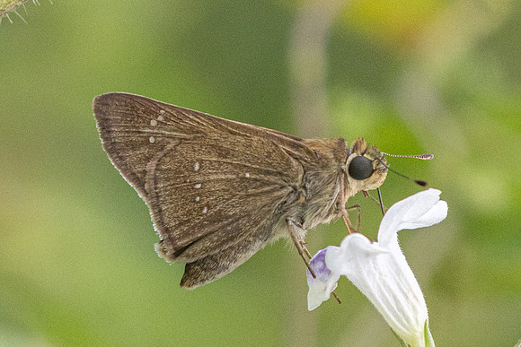 Pelopidas agna id--0827 - Sepang - 15/03/25