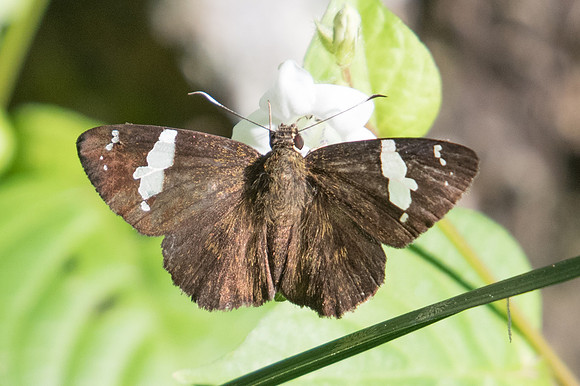 Celaenorrhinus nigricans-1694  - Chiang Dao - 15/11/23