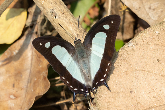 Polyura athamas-1753 - Chiang Dao - 17/03/24