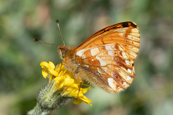 Boloria pales id--2000 - Cervières - 26/06/25