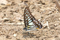 Graphium chironides-2674- Chiang Dao - 20/03/25
