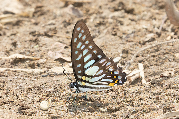 Graphium chironides-2674- Chiang Dao - 20/03/25