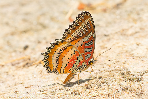 Cethosia biblis-4513- Doi Inthanon - 24/03/25