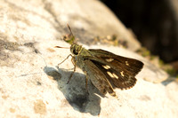 Halpe porus-1764 - Chiang Dao - 18/03/25