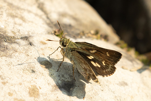 Halpe porus-1764 - Chiang Dao - 18/03/25