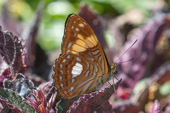 Adelpha justina-6685 - Salento - 17/06/24