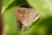 Spalgis epius-6675
