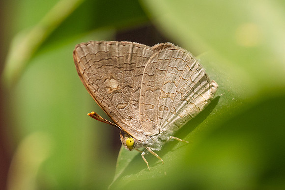 Spalgis epius-6675